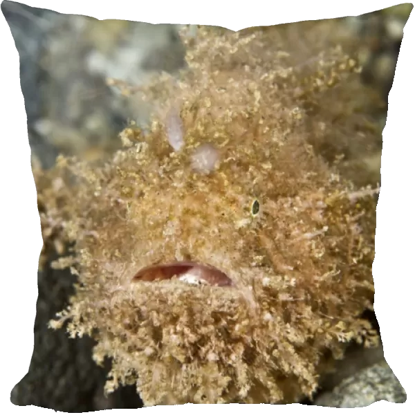Hairy Frogfish - Indonesia