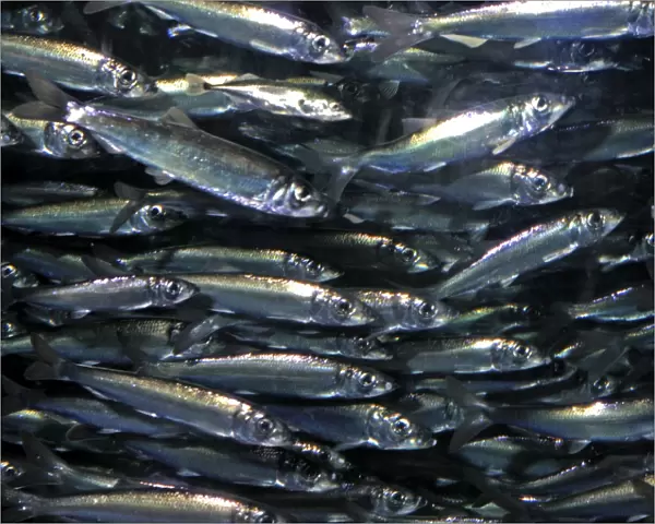 Herring, historically important shoaling fish, North Atlantic, North Sea and Baltic