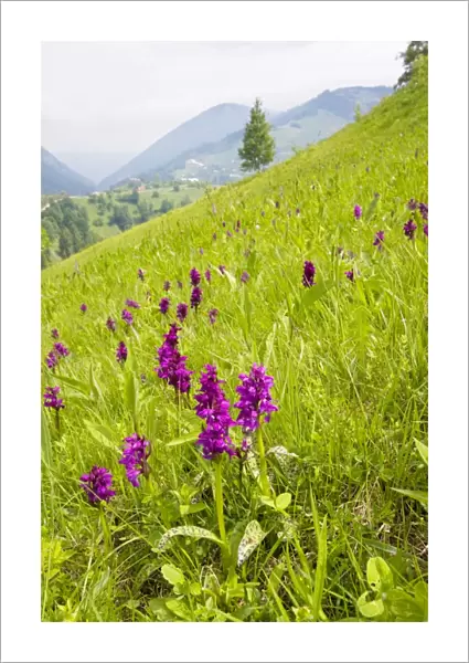 Broad-leaved Marsh Orchid - Piatra Craiulu mountains. Romanian Carpathians