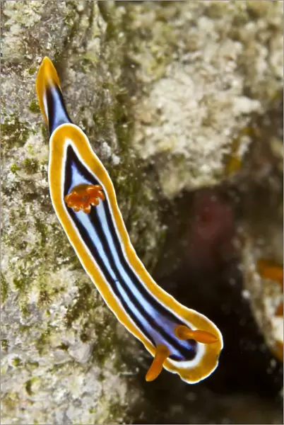 Nudibranch - Red Sea