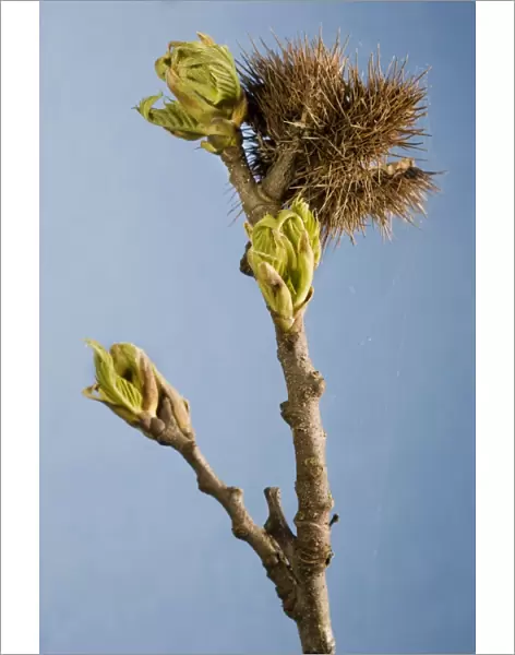Sweet Chestnut Tree  /  Marron - twig with bud