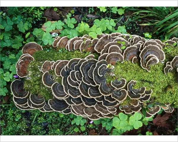 Bracket Fungus - on old log