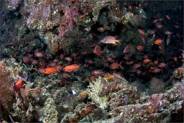 Crimson Soldierfish - school - Maldives
