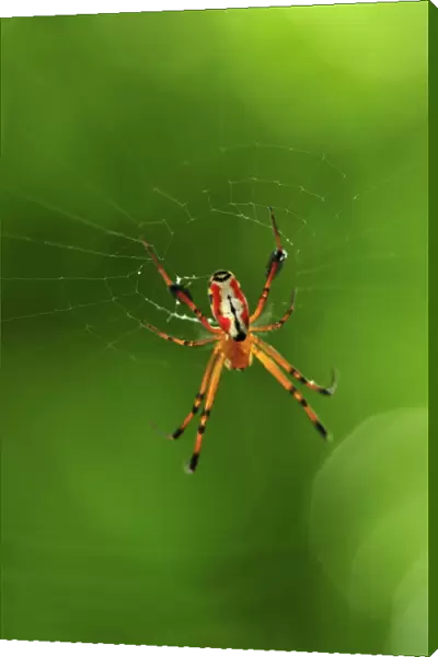 Orb web spider - Tangkoko Nature Reserve - North Sulawesi - Indonesia