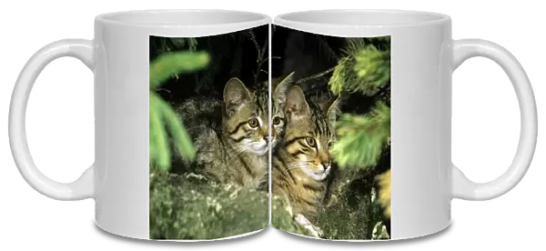 WIld Cat - kittens