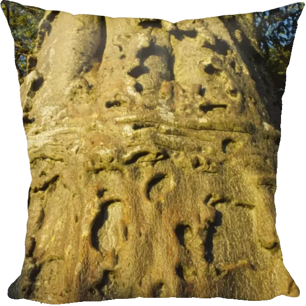 Baobab - trunk