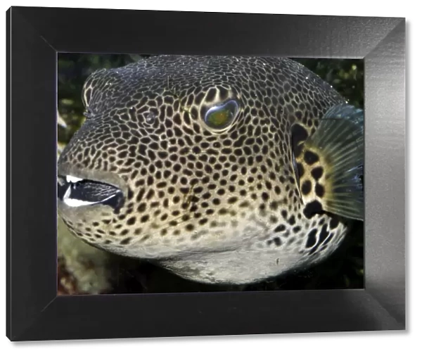 Starry Toadfish  /  Starry Pufferfish - coastal waters from East Africa, Seychelles to Australia