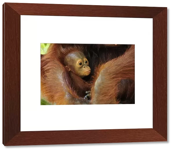 Borneo Orangutan - female holding her baby - Camp Leakey - Tanjung Puting National Park - Kalimantan - Borneo - Indonesia