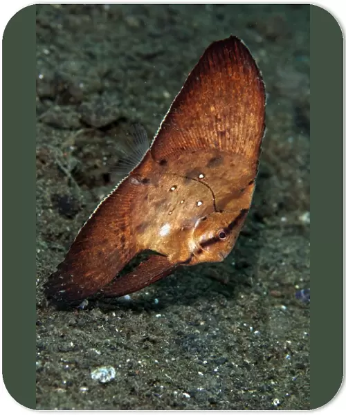 Circular Batfish - Indonesia