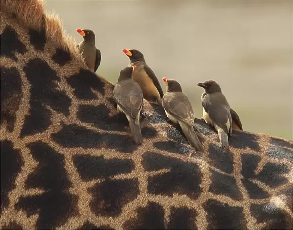 Red-billed Oxpeckers - sitting on Giraffe neck