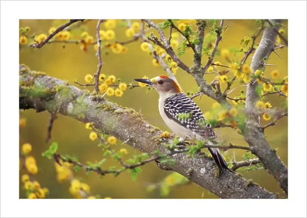Golden-fronted Woodpecker TOM 549 In Huisache tree Spring, Texas, USA. Melanerpes aurifrons © Tom & Pat Leeson  /  ardea. com