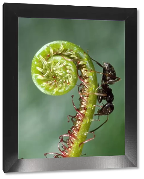 Black Garden Ant - UK