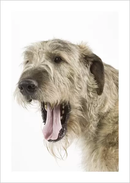 Dog - Irish Wolfhound - with mouth wide open