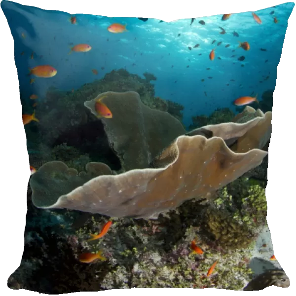 Cup Coral and Scalefin Anthias - Fotteyo - Felidhoo - Maldives