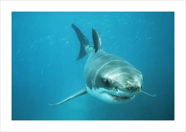 White Shark VT 3911 Neptune Island, South Africa. © Valerie Taylor  /  ardea. com