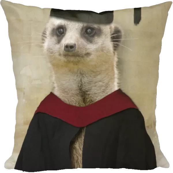 Meerkat - in mortar board and gown Digital Manipulation: Mortar - gown & background (ABM)