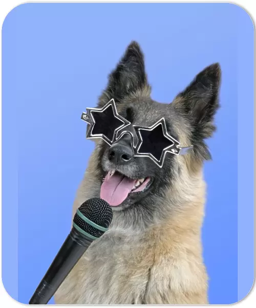 Dog - Tervuren with microphone & star shaped sunglasses MANIPULATION: Background colour changed