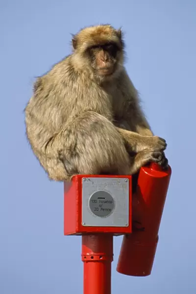 Barbary Ape - Gibraltar