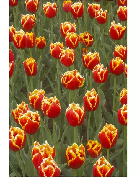 Tulip Davenport Keukenhof Gardens Netherlands PL001598