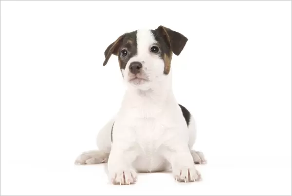 Dog - Jack Russell puppy in studio