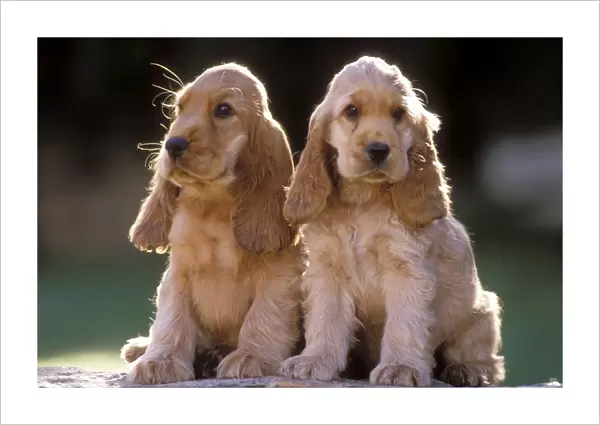 Cocker Spaniel Dogs