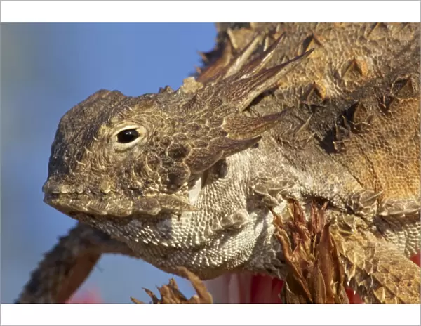 Regal Horned Lizard - Sonoran desert - Arizona - USA