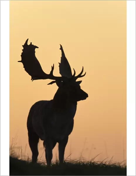 Fallow Deer - buck as silhouette standing on horizon at dusk - during the rut - Seeland - Denmark