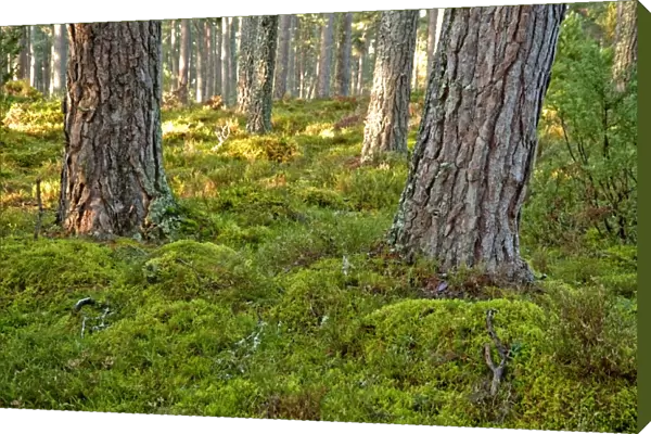 Pine Forest - tree trunks - near Loch Garton - Cairngorm NP - Scotland