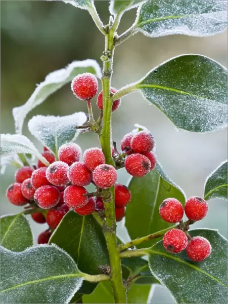 Holly Berries - covered with hoar frost - midwinter - Dorset - UK