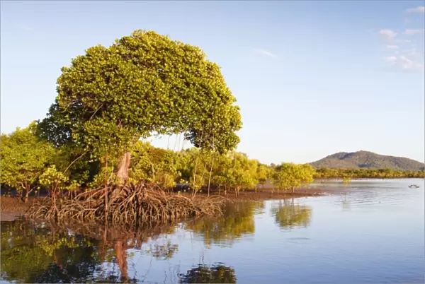 Red Mangroves - lower tidal mangrove forests in surrounding habitat and tidal bay - Queensland - Australia Manipulated Image: digital stitch of two images
