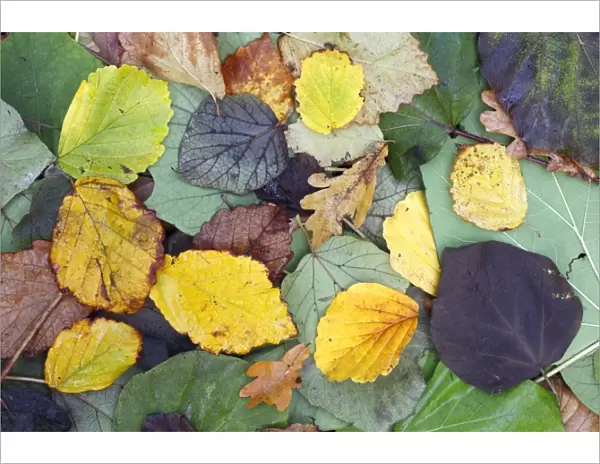 Mixed Autumn Leaves, Oak, Elm, Hornbeam, Hazelnut, Indian Bean Tree, Poplar, Tulip Tree, Hessen, Germany