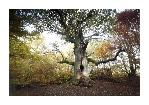 Oak Tree - ancient tree - autumn - Sababurg Ancient Forest NP - N. Hessen - Germany