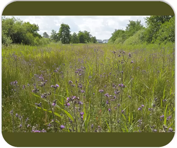 Marsh Thistle - flowering - The Netherlands, Overijssel