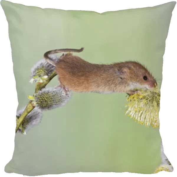 Harvest Mouse - on pussy willow - controlled conditions 12494