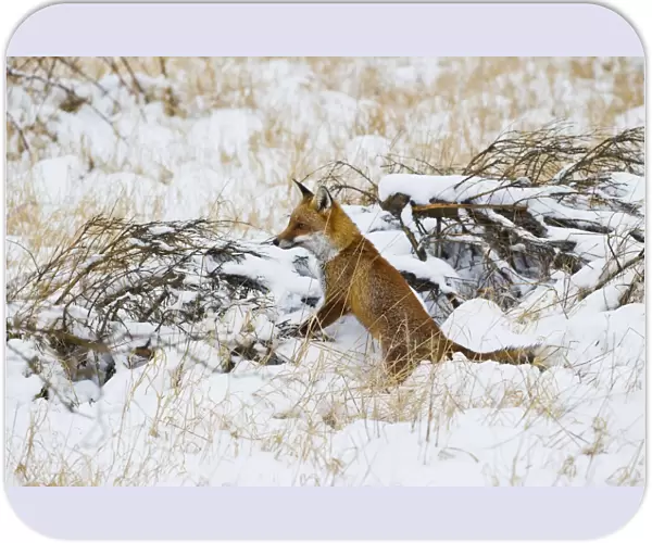 Red Fox - in snow - controlled conditions 15435