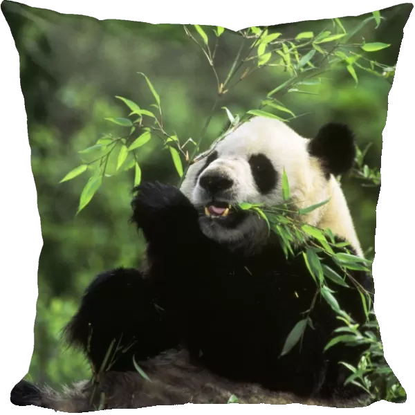 Giant Panda - eating bamboo - Wolong Reserve - Sichuan - China