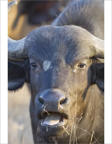 Cape Buffalo - with mouth open - Mala Mala Reserve - South Africa