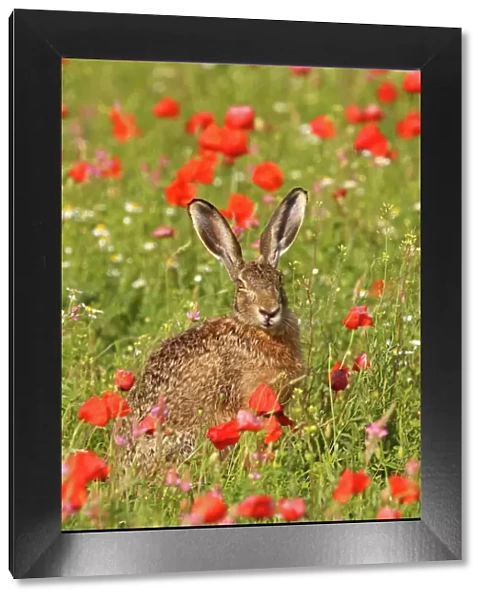 European  /  Brown Hare - in poppy field