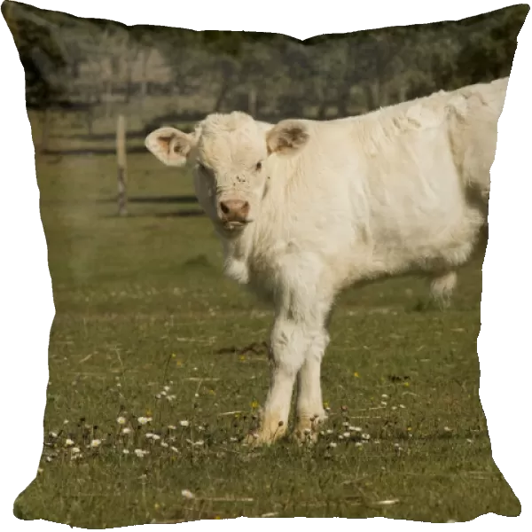 Cattle - Charolais calf