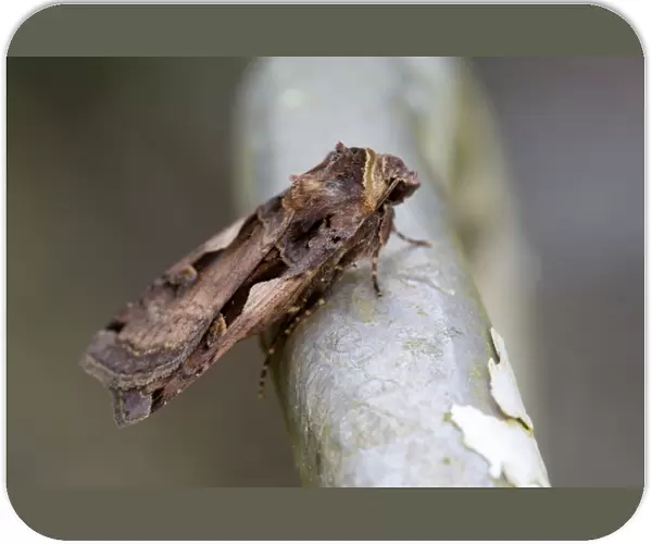 Setaceous Hebrew Character Moth - Cornwall - UK