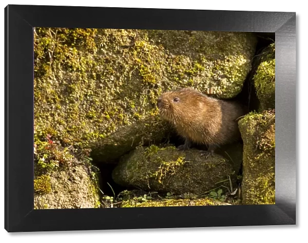 European  /  Northern Water Vole - coming out of a hole in brick work along canal bank - March - Cromford - Derbyshire - England