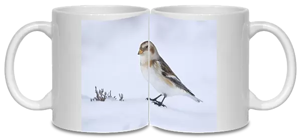 Snow Bunting - standing on snow looking for seeds in wintery conditions - Scotland