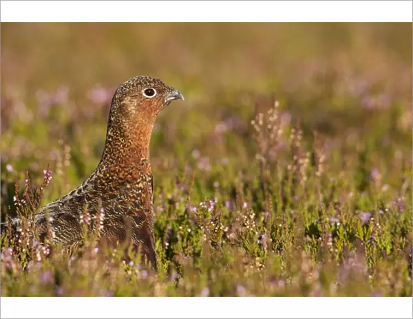 Red Grouse - walking through heather close up - August - Grinton - Yorkshire Dales - England