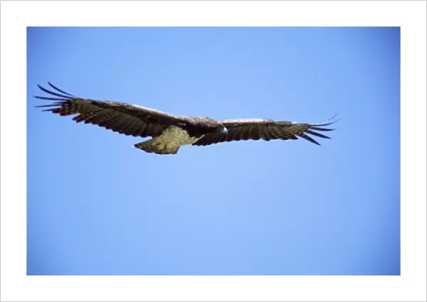 Martial Eagle - in flight