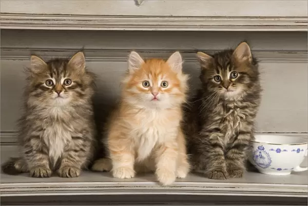Cat - Siberian Kittens - on shelf with tea cup