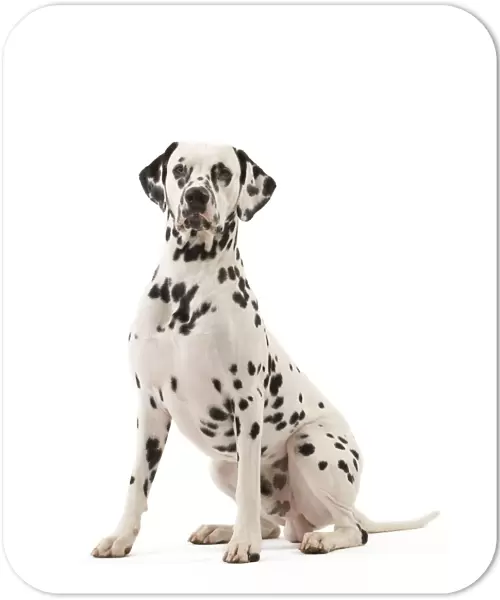 Dog - Dalmatian