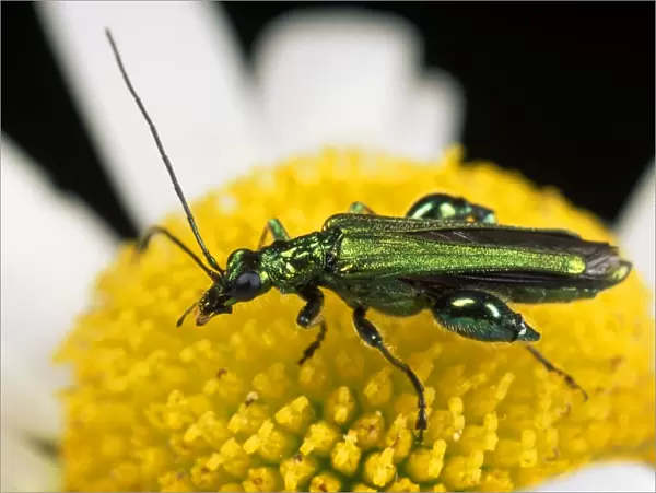 {ollen Beetle - eating pollen - UK