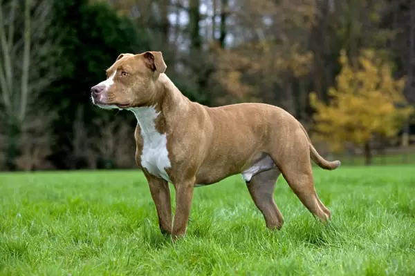 Dog - American Staffordshire Terrier