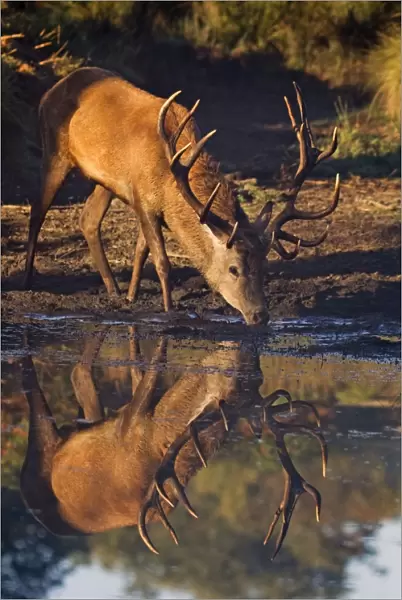 Red Deer - stag coming down to a water hole for a drink of water - Richmond Park - London - England