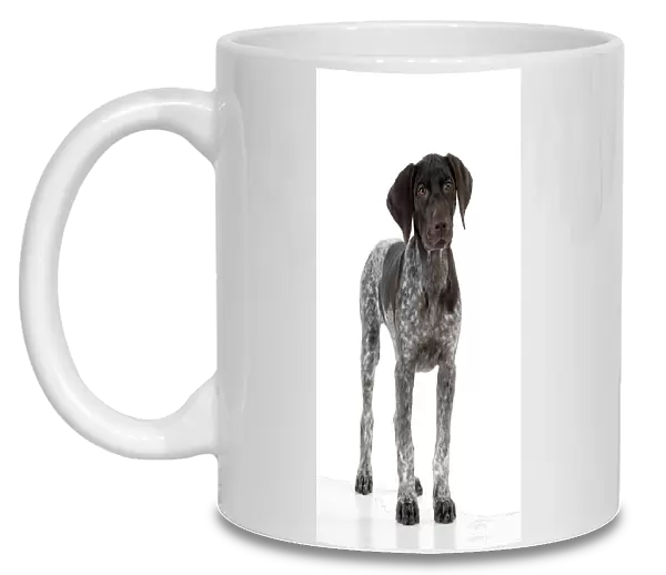 DOG - German Shorthaired Pointer - standing